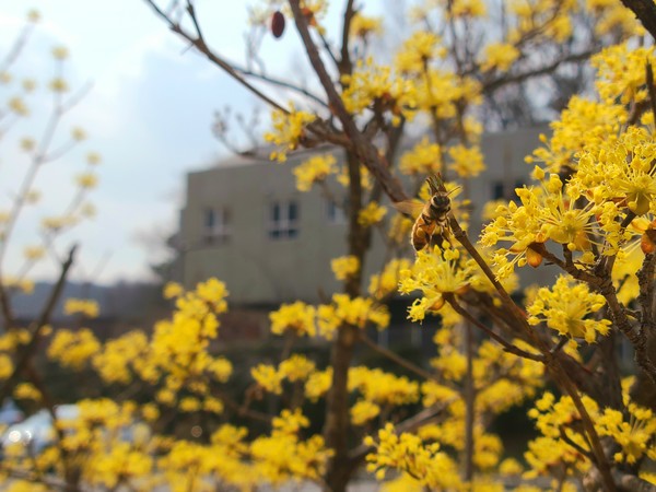 봄 색으로 물들여지는 캠퍼스 (김규현 기자)코로나19로 우울했던 한 해지만 캠퍼스 곳곳에 피어나는 꽃들이 학생들의 마음을 녹여 줄 것이다.