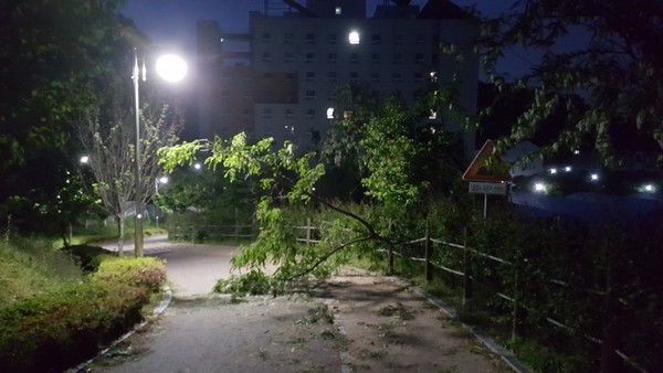 쓰러진 나무로 가로막힌 열린길지난달 30일 충청권에 찾아온 강풍은 대전광역시 전역과 우리 학교에 수많은 시설물 피해를 낳았다.