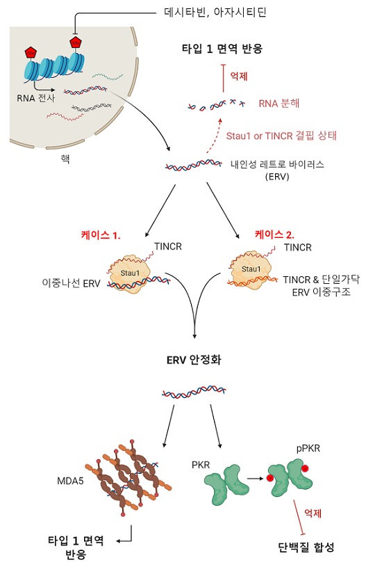 ERV RNA 안정화 모식도데시타빈을 비롯한 탈메틸화제를 처리했을 때 전사되는 ERV RNA가 스타우펜1에 의해 안정화되어 면역반응을 일으킨다.