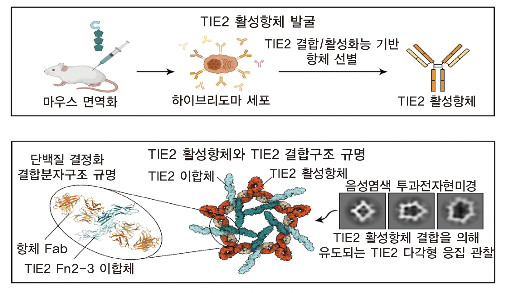 TIE2 활성항체 발굴, TIE2 활성항체와 TIE2 결합구조 규명 (김호민 교수 제공)손상된 혈관을 정상화하는 TIE2 활성항체를 새롭게 개발하고, 3차원 분자구조를 밝혔다. 또한, TIE2 수용체와 TIE2 활성항체의 결합구조를 규명해냈다.