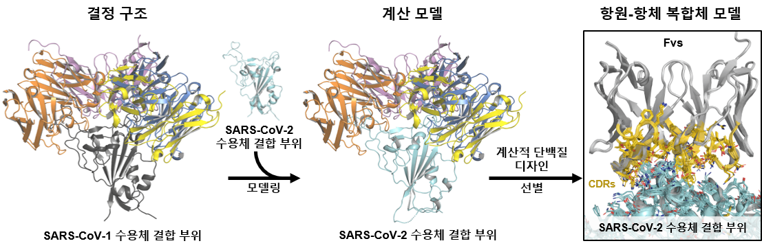 계산적 단백질 디자인 기술을 이용한 중화항체 개발 과정 (오병하 교수 제공)계산적 단백질 디자인 기술로 바이러스에서 변이가 생기지 않는 부분에 강력하게 결합하는 중화항체를 디자인했다.