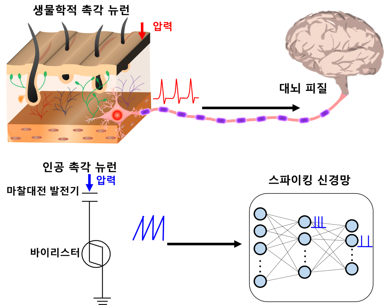인간의 촉각 뉴런을 모방한 뉴로모픽 모듈의 개념도 (최양규 교수 제공)