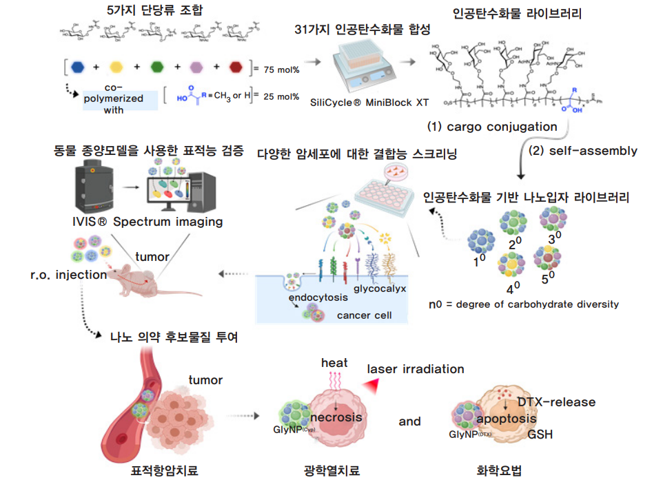항암치료용 인공탄수화물 기반 나노의약 플랫폼 개발 모식도 (전상용 교수 제공)