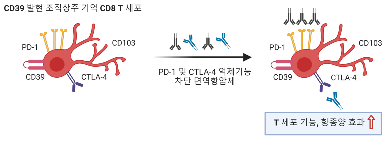 CD39를 발현하는 조직상주 기억 CD8+ T세포 (신의철 교수 제공)