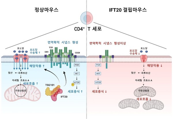정상 쥐와 IFT20결핍 쥐의 보조T세포 활성화                                                                                              IFT20단백질이 TSG101단백질과 결합하여 면역학적 시냅스를 형성한 후 T세포 활성화에 이르기까지의 과정. IFT20결핍 쥐에서는 반대의 결과가 나타난다.                                                                                         이홍규 교수 제공