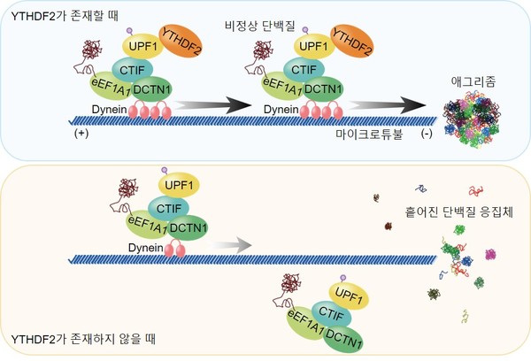 YTHDF2 단백질을 통한 비정상 단백질 제거 메커니즘                                                    김윤기 교수 제공